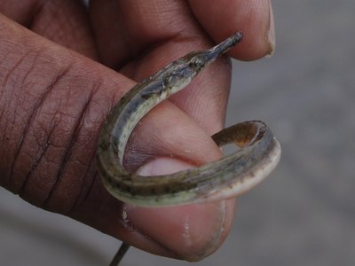 River Pipefish