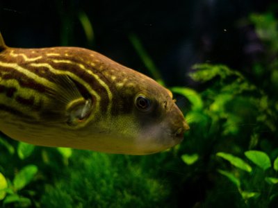 River puffer