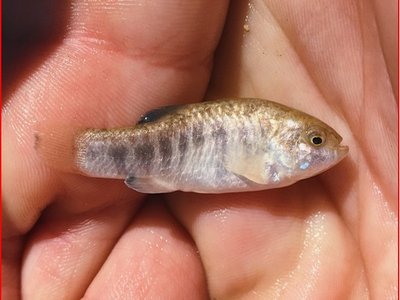 River pupfish