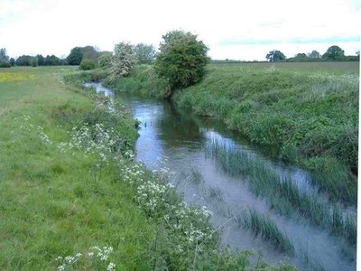 River ray