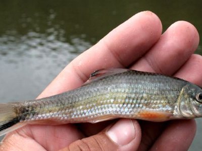 River redhorse