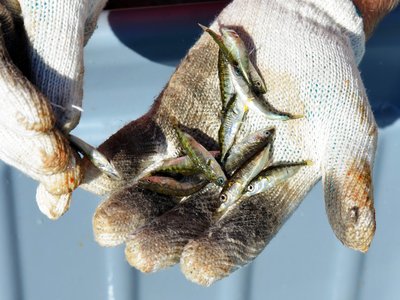 River stickleback