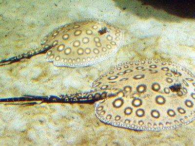 River stingray