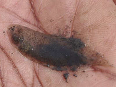 River Tonguefish