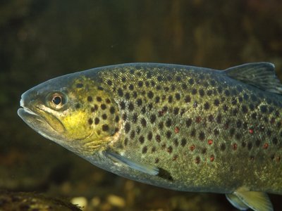 River trout