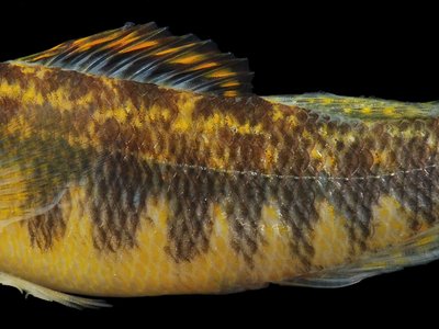 Roanoke darter