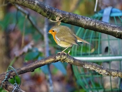 Robin redbreast