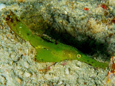 Robust ghost pipefish