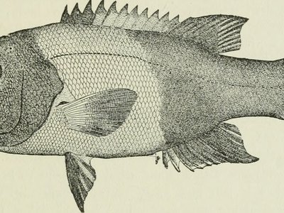 Robust wrasse