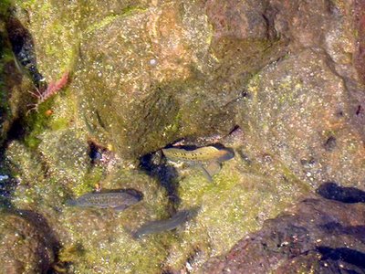 Rock blenny
