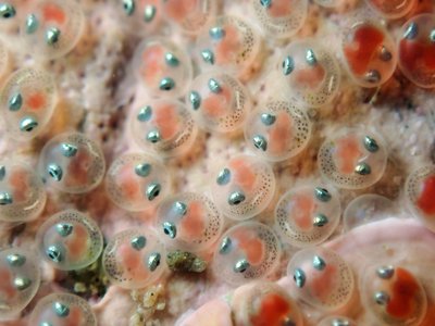 Rock clingfish