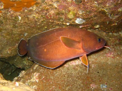 Rock cod