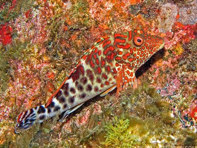 Rock hawkfish