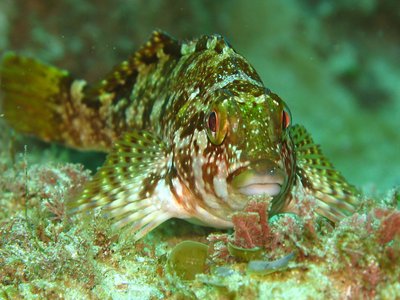 Rock kelpfish
