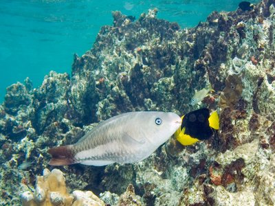 Rock parrotfish