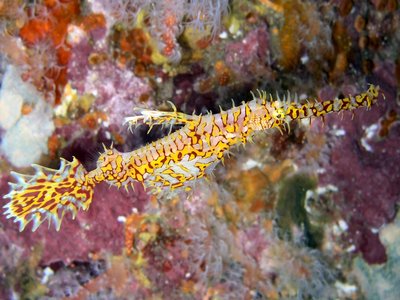 Rock pipefish