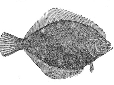 Rock sole