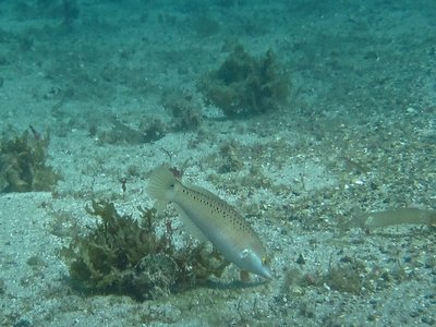 Rock wrasse