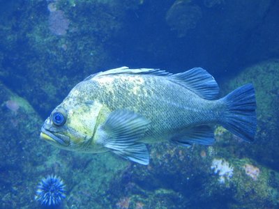 Rockfish