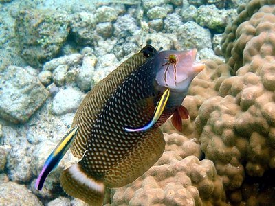 Rockmover wrasse