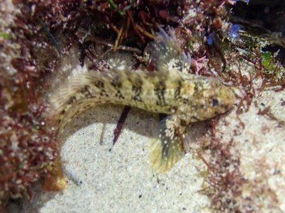 Rockpool Blenny