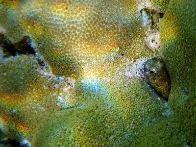 Rockskipper Blenny