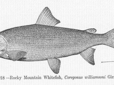 Rocky Mountain whitefish