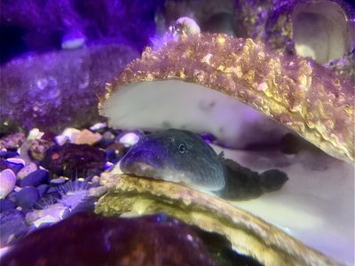 Rocky shore clingfish