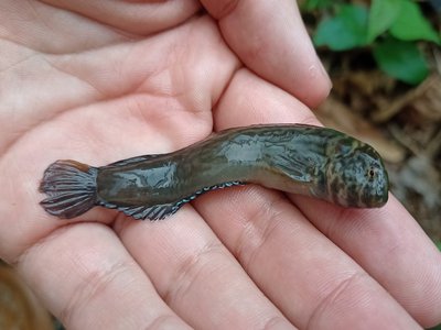 Rosa blenny