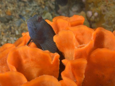 Rose Blenny