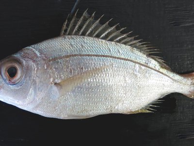 Rose bream