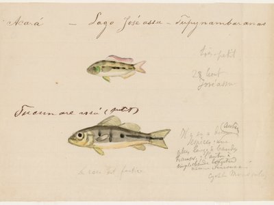 Rose Cichlid