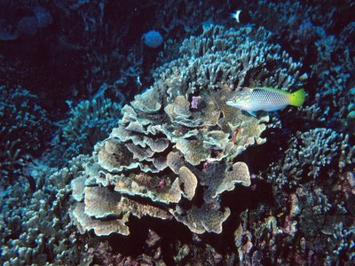 Rose wrasse
