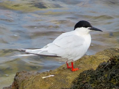 Roseate tern
