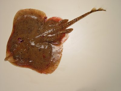 Rosette skate