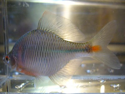 Rosy bitterling