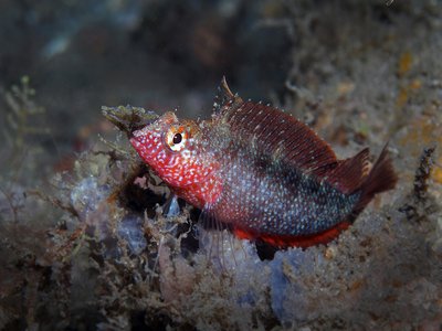 Rosy Blenny