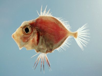 Rosy dory