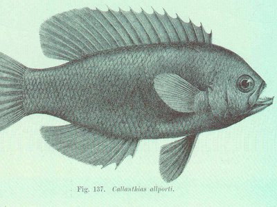 Rosy perch