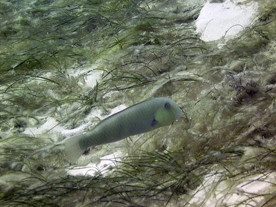 Rosy razorfish