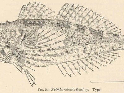 Rosy sculpin