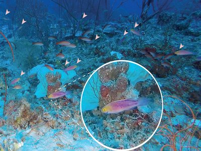 Rosy wrasse