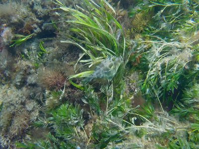 Rough leatherjacket