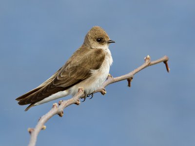 Rough perch