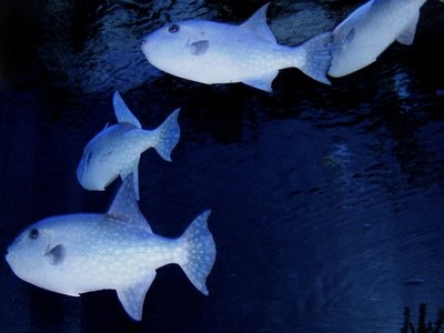 Rough Triggerfish