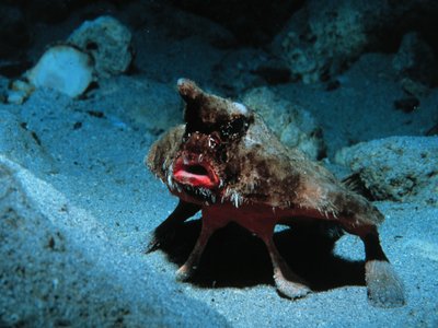 Roughback batfish