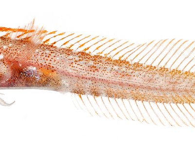 Roughhead blenny
