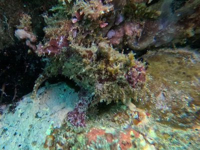 Roughjaw Frogfish