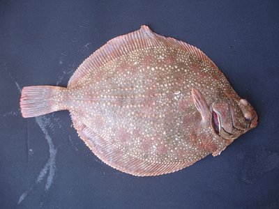Roughscale sole