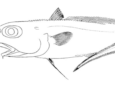 Roughsnout grenadier